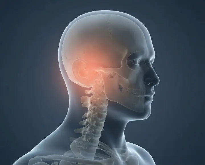 Illustration of the head and upper neck with the base of the skull highlighted