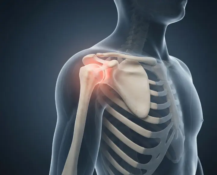 Illustration of the shoulder joint highlighted